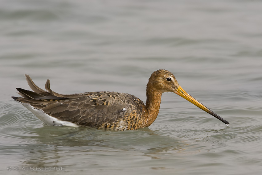 Black-tailed Godwit_KBJ7428.jpg - Black-tailed Godwit - K20 Arava